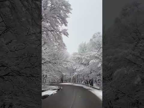 Snowfall nature whatsApp status♥️|| #nature #video #viral #youtube #music #best #music #forest peace
