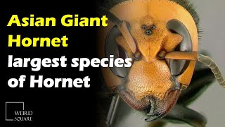 The Asian Giant Hornet is the largest species of Hornet in the world