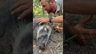 Bush pigs are under threat, they are often the cause of animal human conflict! 🐗🌍