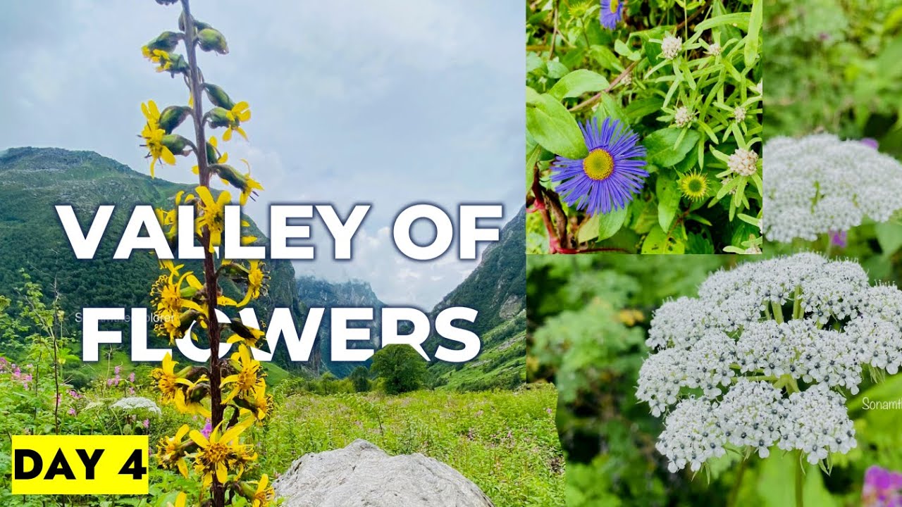 Day 4 Valley of Flowers Trek इस खूबसूरत जगह का है पौराणिक इतिहास