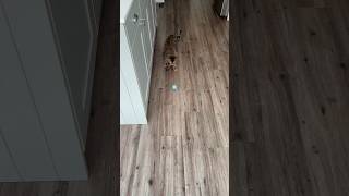 my cat’s first impression on the wloom power ball