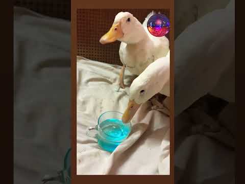 قولت اكلم خضر اخوها