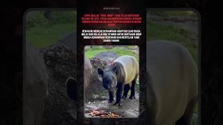 Tapir Sering Disebut "Fosil Hidup"‼️