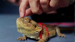 'The Juice'  Bearded Dragon  A Story from Petco