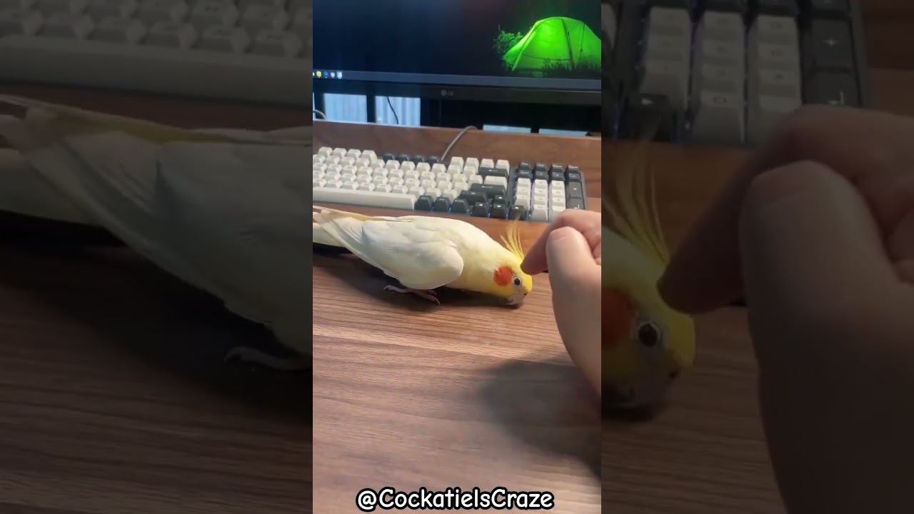 Cockatiel's Adorable Reactions: Peek-a-Boo, Singing, and Finger Play | Cockatiels Craze
