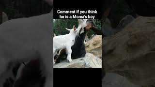 If You Need To Smile Watch This Cute Baby Goat & His Mom In This Video. He Is Telling Her Secrets.