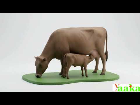 Animal Anatomy and Physiology for Production Management