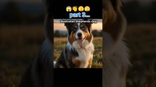 Australian shepherds dog information #youtubeshorts #viralvideo #shortsvideo