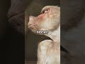 Monkey and cat 😺#shortsfeed #shorts #shortvideo #trending #trendingshorts #viralvideo #funny