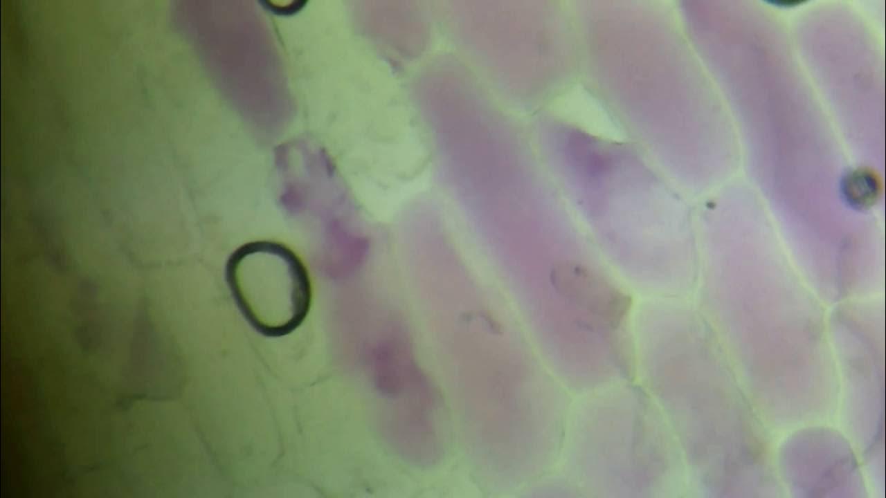 Red Onion Osmosis (Plasmolysis begins at 048) Mr Pauller YouTube