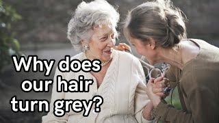 Why does our hair turn grey?