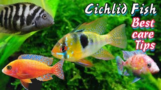 Cichlid fish care in winter / How to care African cichlid fish / Cichlid tank setups , tank mates