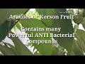 Aratilesamazing plantmany health benefits