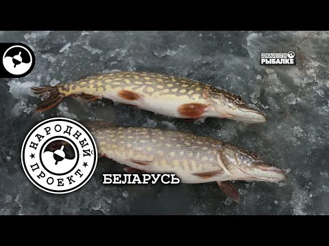 Щука на жерлицы. Подлещик на мормышку. Беларусь | Народный проект