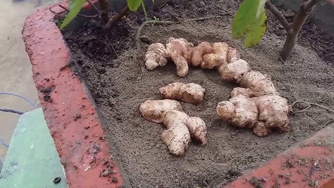 5 Ways To Grow Ginger From In A Pot 2024