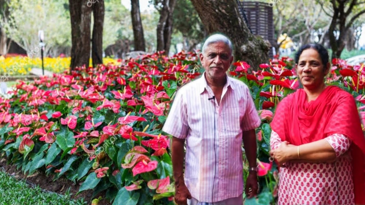 ആന്തൂറിയം ചെടികൾ അന്നും ഇന്നും അലങ്കാരത്തിനു പുറമെ നല്ലയൊരു വരുമാനം കൂടി||Anthurium plants were and