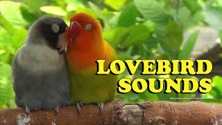 Lovebirds Sounds - Pastel Green Fischer's & Black (Mauve) Personata - Duo Lovebird