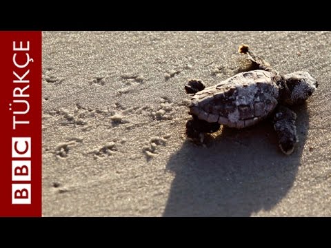 Kaplumbağalar nasıl iletişim kuruyor? - BBC TÜRKÇE