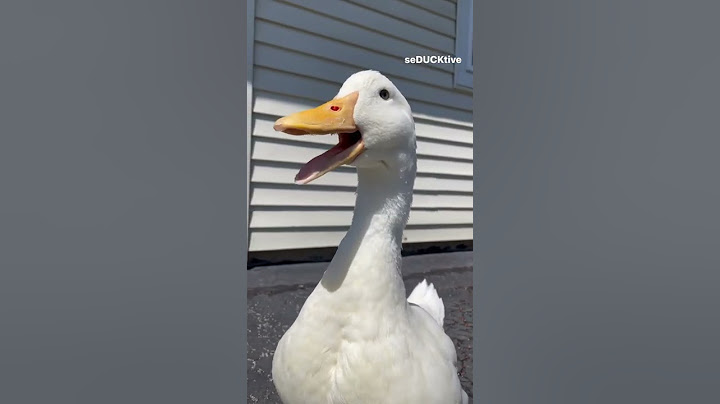 Quack, quack (cute duck)