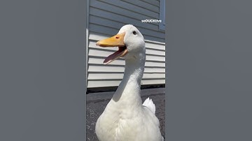 Thumbnail of Quack, quack (cute duck)