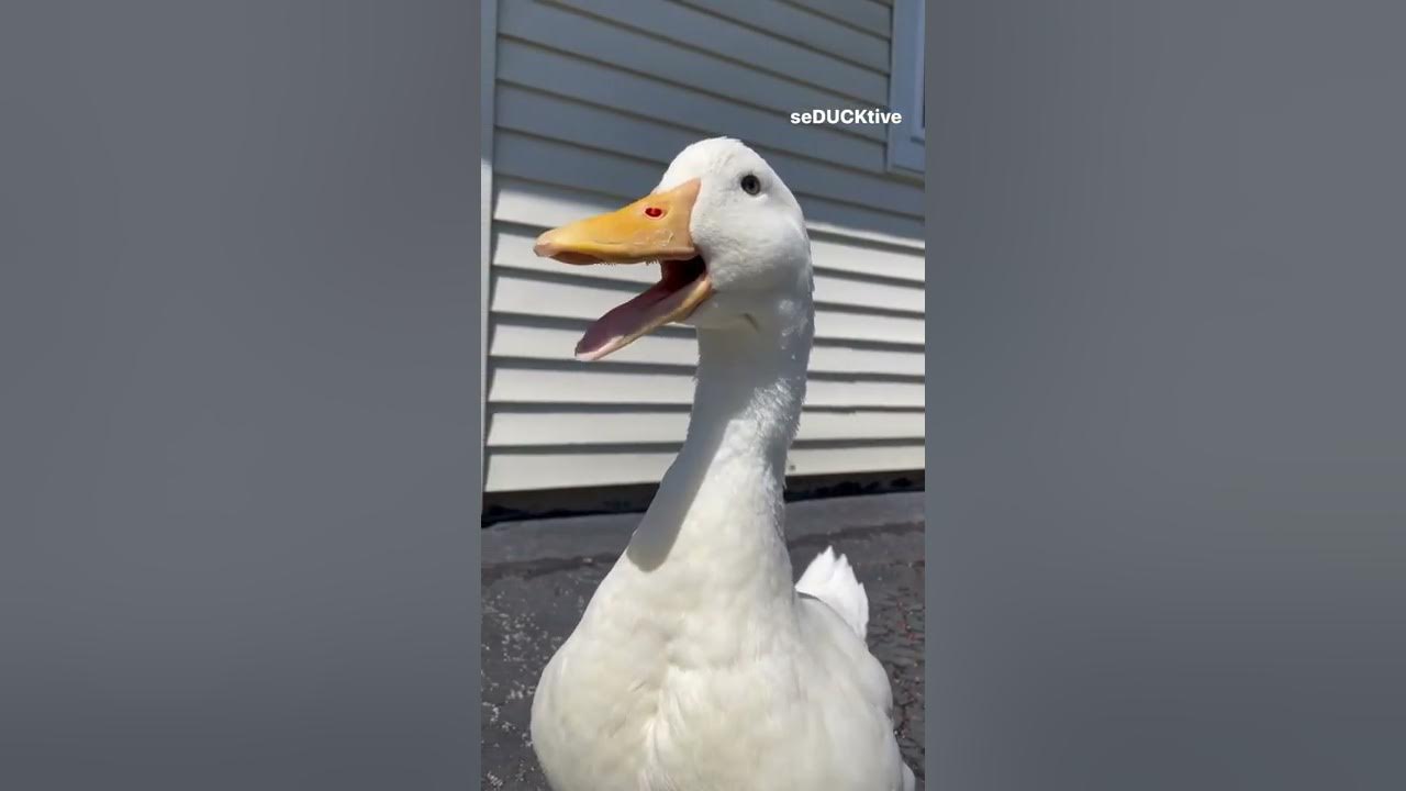 Quack, quack (cute duck)