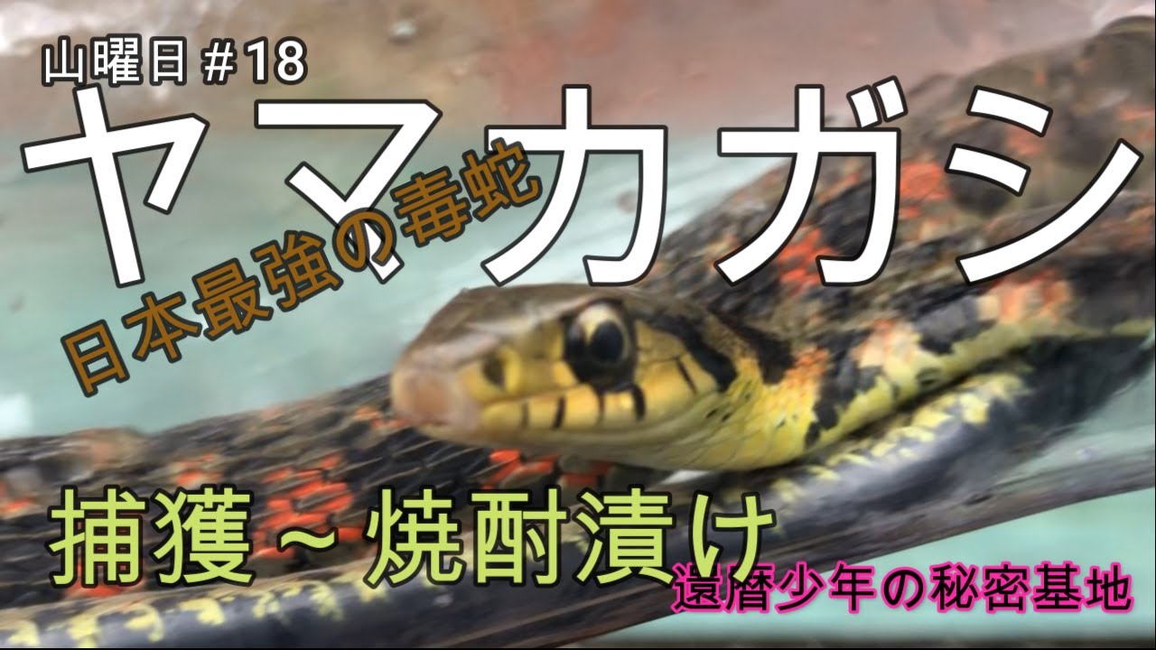ヘビお DAY18 ヘビお DAY18 ヘビお DAY18 【公式通販】