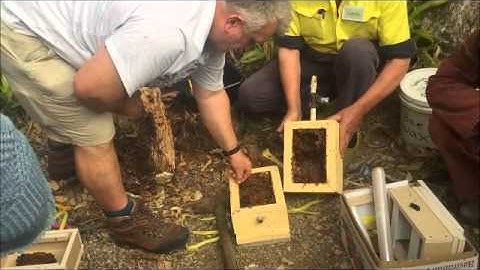 Australian Native Bee Hive 3