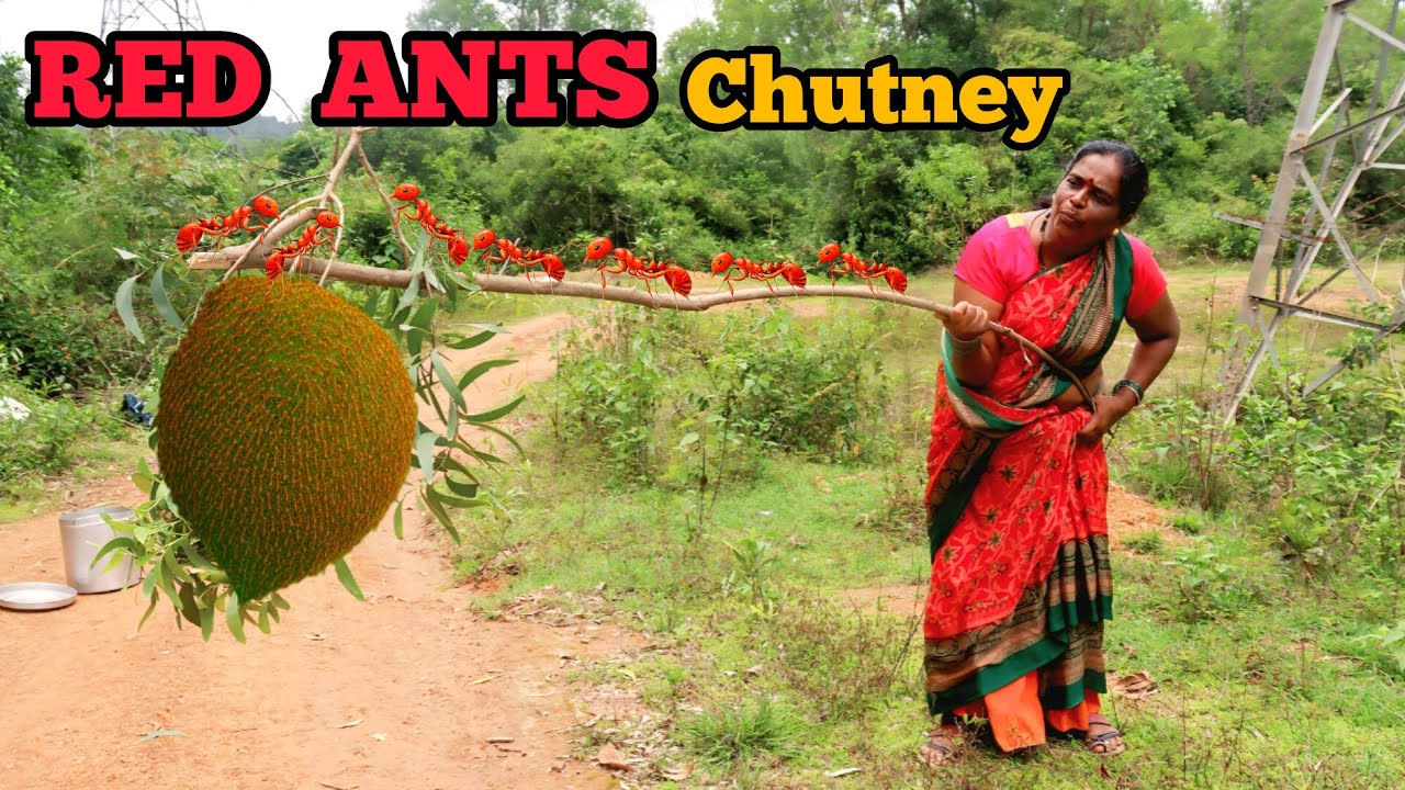 RED ANTS CHUTNEY🐜🐜 || ಕೆಂಪು/ಚಗಳಿ  ಇರುವೆ  ಚಟ್ನಿ || malnad special chutney