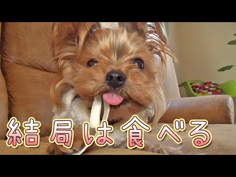 【ヨークシャテリア】結局は食べる天邪鬼なヨークシャテリア【Yorkshire Terrier】