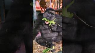 This Young Male Is Loving His Lettuce! #Gorilla #Eating #Asmr #Satisfying