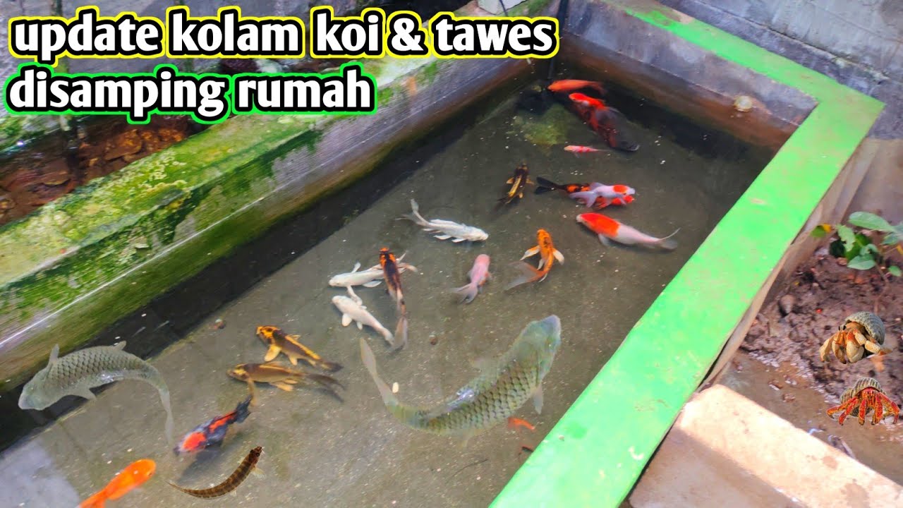 Update kolam koi dan tawes disamping rumah