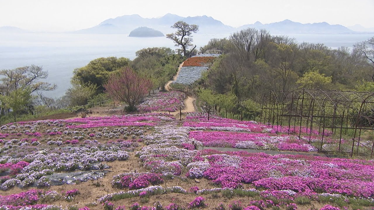 志々島の「天空の花畑」が人気　船に乗り切れないほど大勢訪れる　香川・三豊市