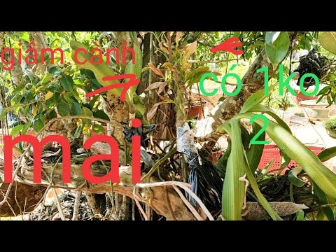 Video Cách giâm cành mai bá đạo , có một ko hai , - youtube