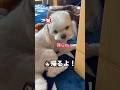 ばーちゃんの家から帰りたくない犬😂　　#犬　#いぬ　#面白い犬　#面白い　#犬のいる暮らし