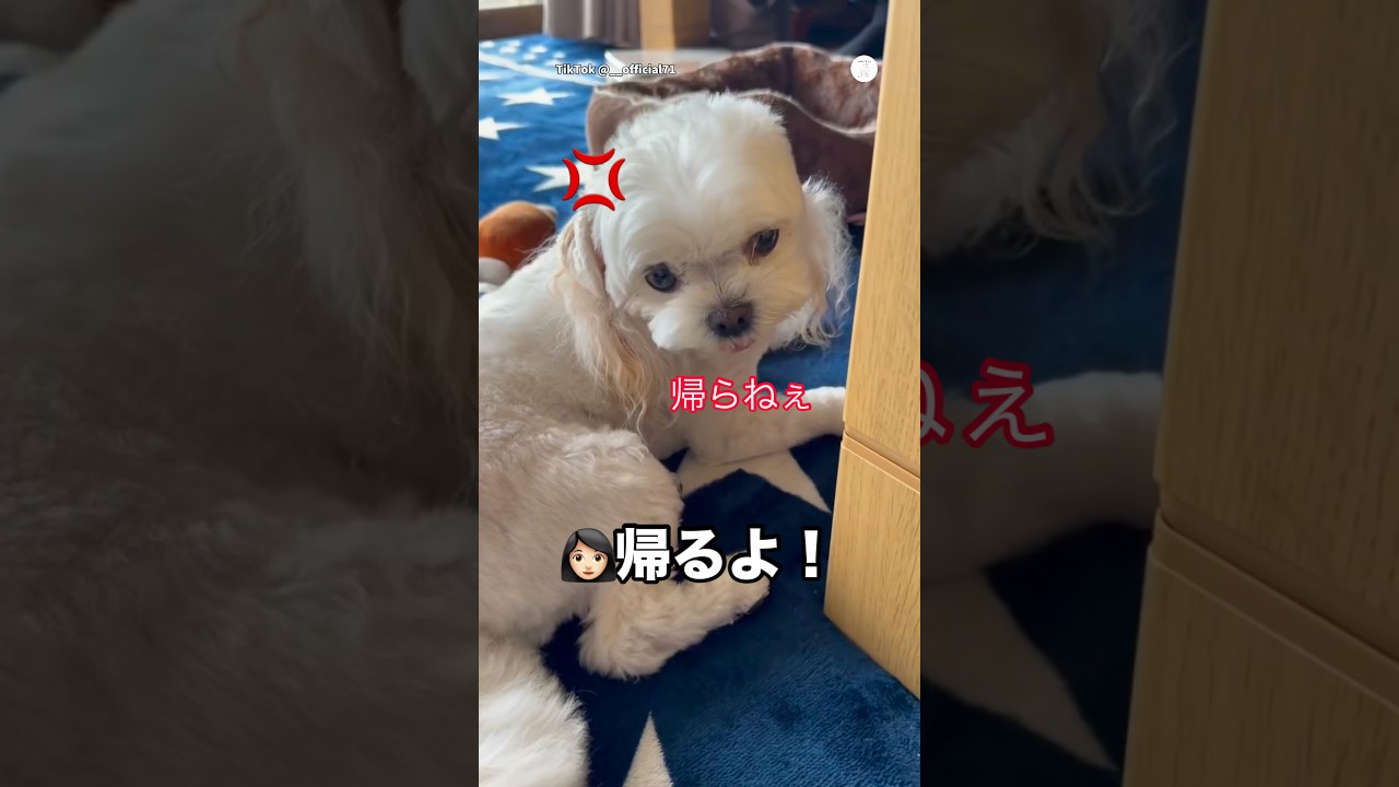 ばーちゃんの家から帰りたくない犬😂　　#犬　#いぬ　#面白い犬　#面白い　#犬のいる暮らし