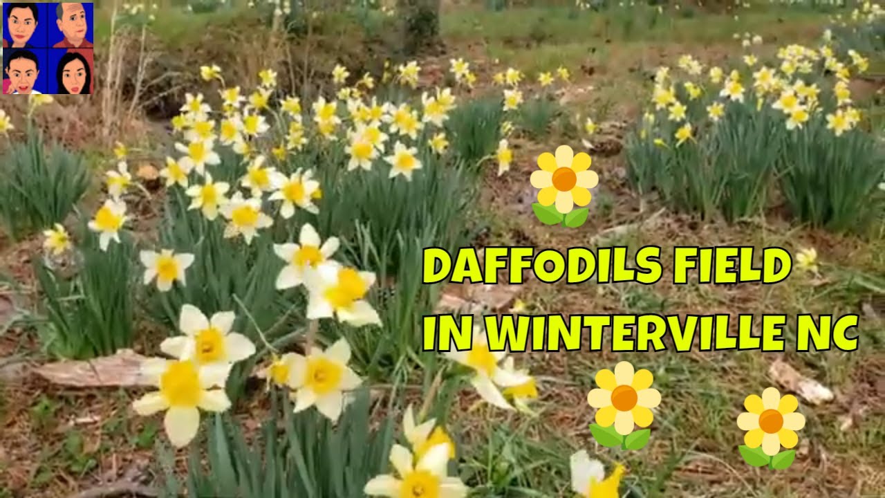 DAFFODILS FIELD IN WINTERVILLE NC SPRING FLOWERS VIDEO THE SP8
