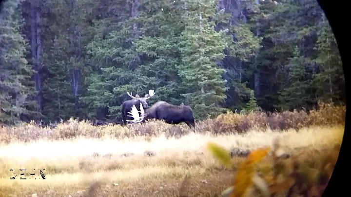 mooseFight2