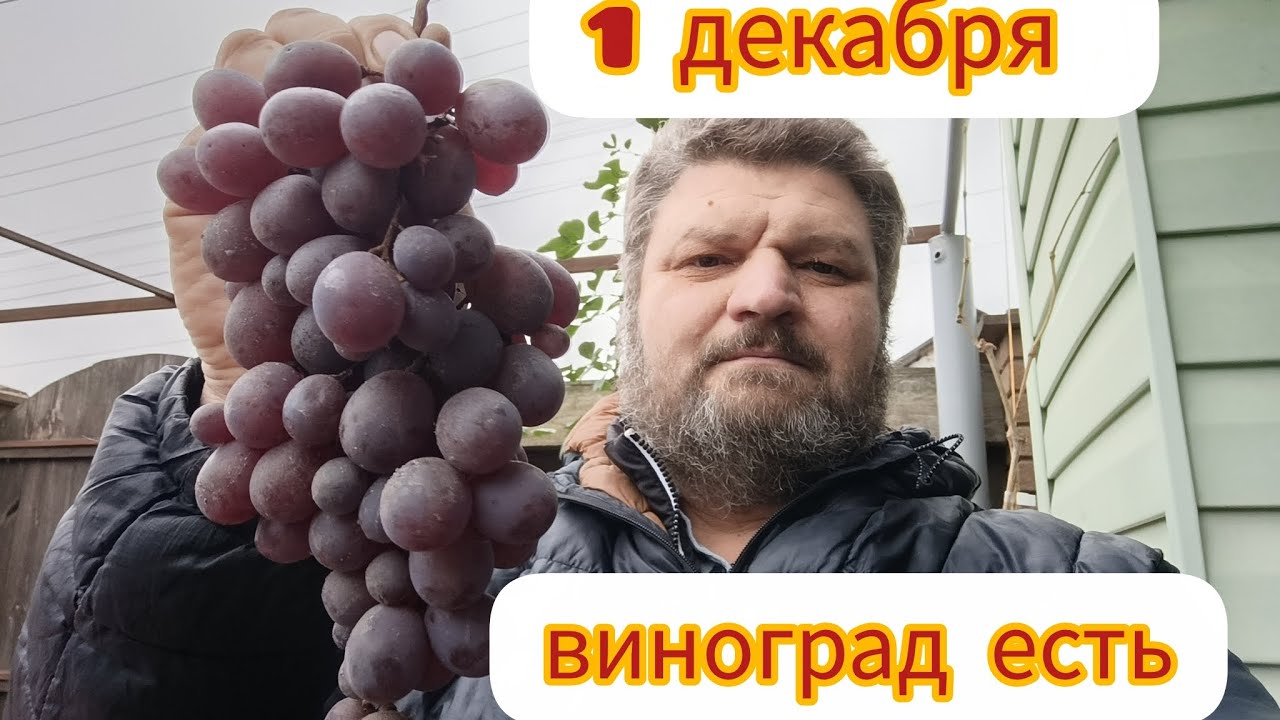 Виноград на 1 декабря. Какие сорта оставляю.