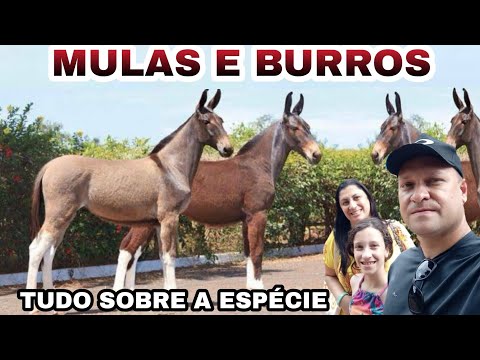 Vídeo: Diferença Entre Mula E Hinny