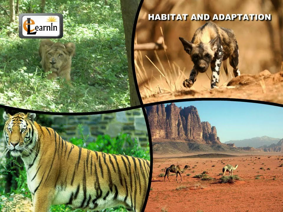 Habitat and Adaptation of Animals - Elementary Science - YouTube