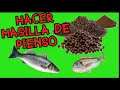 Hacer masilla con pienso para pescar lubinas y doradas