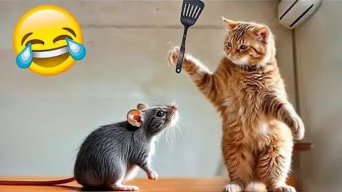 Video 5987941: cat kitten pets funnycat, funnycats cutekitten kitten, cat best pets, laugh cats hilarious