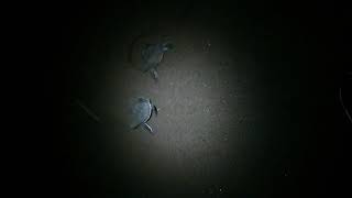 Черепашки Коста-Рики(new born baby turtles tortuguero costa rica)
