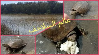 # أحسن بحيرة منظر طبيعي ملايين🐢🐢 السلاحف كيعومو... مع أحسن 🎶 في العالم.