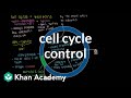 Regulating The Cell Cycle Through Checkpoints And Cyclins