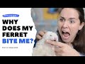 Ferret BITING Explained |  Top 10 Reasons Your Ferret Bites Hard