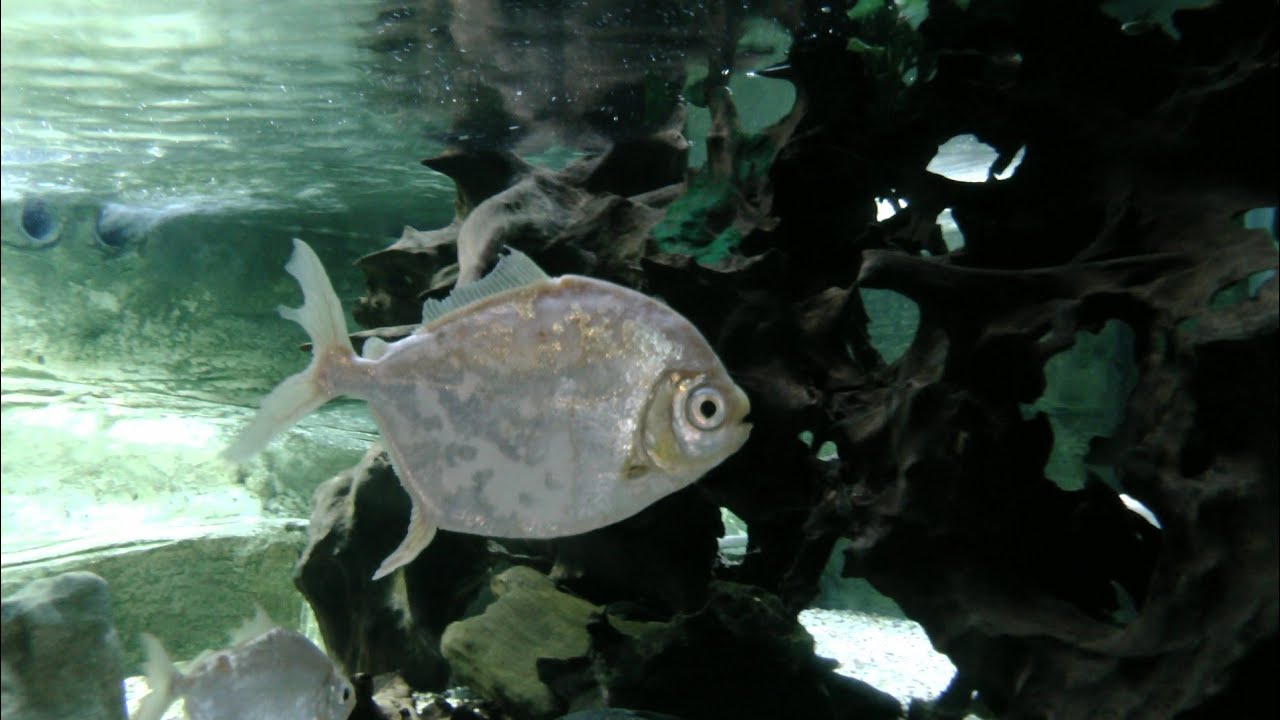 NEON, BARB, DOLLAR, MOLLY, GLASSFISH YouTube