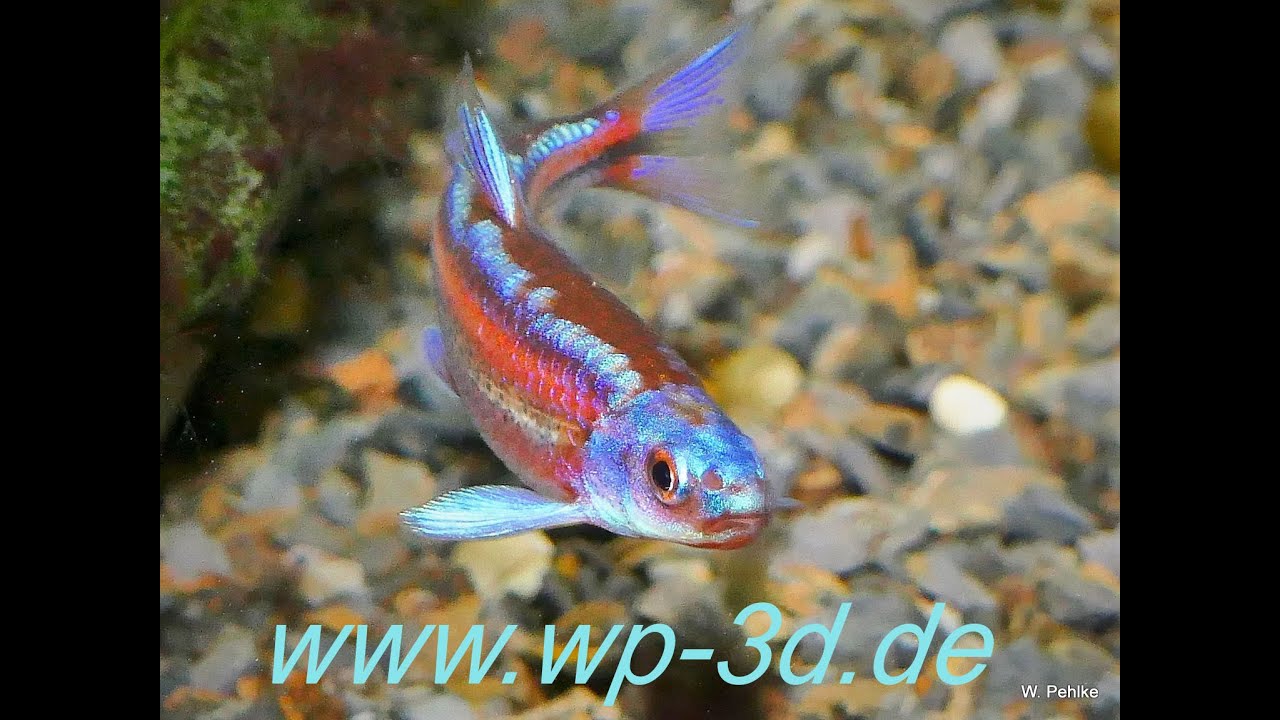 Regenbogenelritze in einem Aquarium