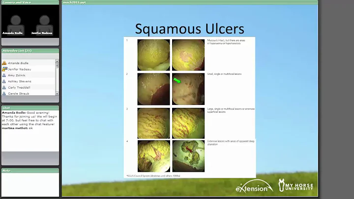 Gastric Ulcers: How to Tell if Your Horse Has One, and What to Do if it Does