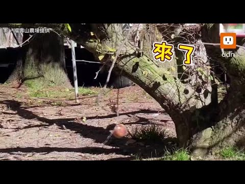 偷吃福壽山「蘋果王」 這賊太可愛